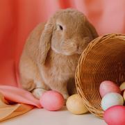 FUN: Meet the Easter bunny at a great free family event happening in Barrow Market Hall.