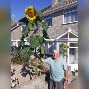 William Storey next to his tall sunflower