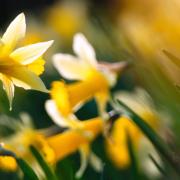 Dazzling daffodills. Picture by Ross Hoddinott