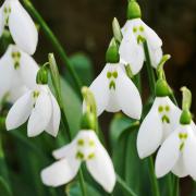 Flowering snowdrops, one of the first signs of spring