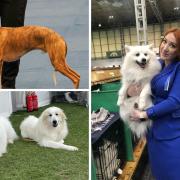 The dogs from south Cumbria competing at Crufts 2023. Clockwise from top left: Whippet Louie, Zoe King with her Japanese Spitz Leo, and Pyrenean Mountain Dogs Jody and Asta.