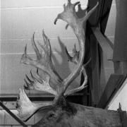 Brought back from Canada in early 1900's by Ulverston solicitor Stephen Hart-Jackson along with the moose head on display in Barrow's library.