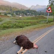 Mr Benson took this photo of a dead sheep near Elterwater
