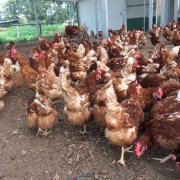 The 'cluckers' at the hen rescue