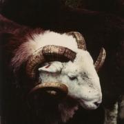 Herdwick sheep are native to Cumbria