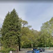 The Leylandii Conifer (pictured on the left) is near a busy junction with the A591