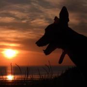 Silhouette greyhound watching the sunset going down west shore by Emma Wandsworth