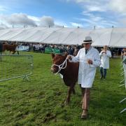 One of the livestock being led out to be judged