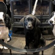 This trio of dogs will be greeting guests at the Sun Inn in Kirkby Lonsdale