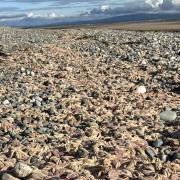The resident said that in all her years walking in south Walney she had never seen anything like this mass stranding of starfish