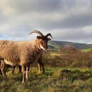 Castlemilk Moorit sheep