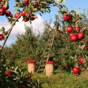 Do you think your area could use a new orchard?