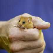 A hazel dormouse, one of the species that has been reintroduced to Cumbria