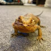 Ellen-Mary Bromley nominated her six year old Bearded Dragon, Rio