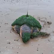 The turtle was found stranded in Earnse Bay