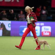Helen Lister and her Italian Greyhound going to Crufts this year.