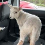 A lamb got to experience its own personal ride along on Thursday