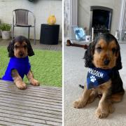 Cherly Martin nominated her new puppy, Malcolm, a 10 week old cocker spaniel