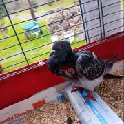 The pigeon that survived being shot in Barrow