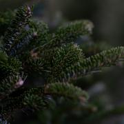 A fir tree could be a permanent fixture in Dalton going forward