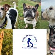 Animal Rescue Cumbria