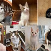Animal Rescue Cumbria cats