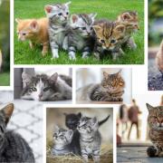 Animal Welfare Furness need foster carers