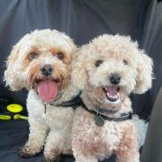 Sue List shared a picture of her fur babies, 6 year old Teddy ad 4 year old Dolly