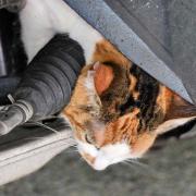 The cat's head was stuck between the wheel and the engine bay