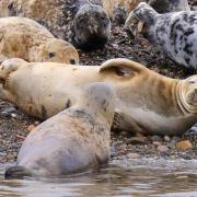 Grey seal colony at Walney Island