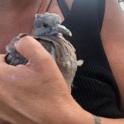 Poppy the pigeon who is being treated for pressure wounds to the head
