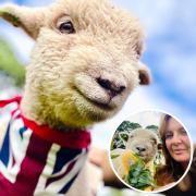 Babydoll Sheep were previously extinct in Britain after WWII