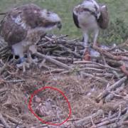 Female Blue 35 (left) and male White YW (right) watch over their first chick