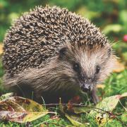 Furness Hedgehog Rescue is closed for the foreseeable future