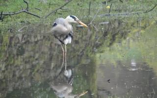 Saturday morning heron in damp in Grasmere.