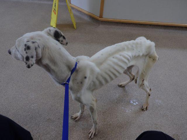 A dog, named Spot by the RSPCA, was found in Cleator Moor believed to be suffering from starvation