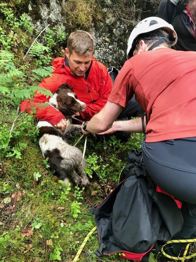 RESCUE: Keswick Mountain Rescue team rescued one-year-old Sprocker Spaniel, Rocky, who went missing on Friday in the King’s How area in Borrowdale. The dog was rescued on Saturday after the team were called to assist, and used a rope rescue after he